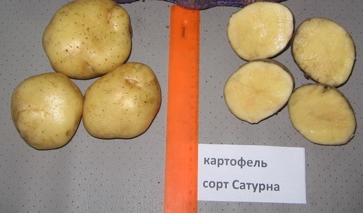 сорт картофеля сатурна фото