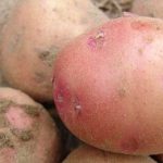 башкирская картошка фото