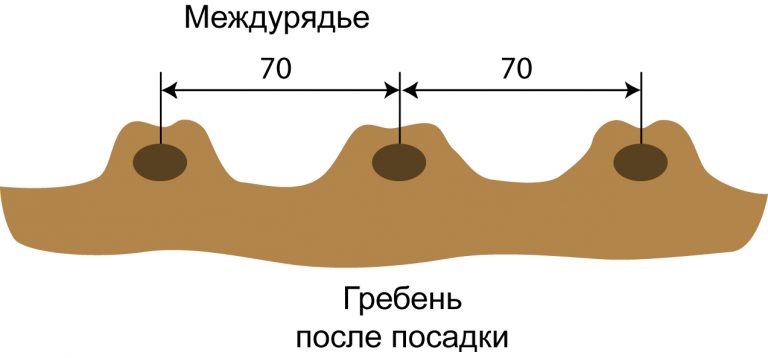 Схема посадки гороха в открытом грунте расстояние между рядами и в ряду