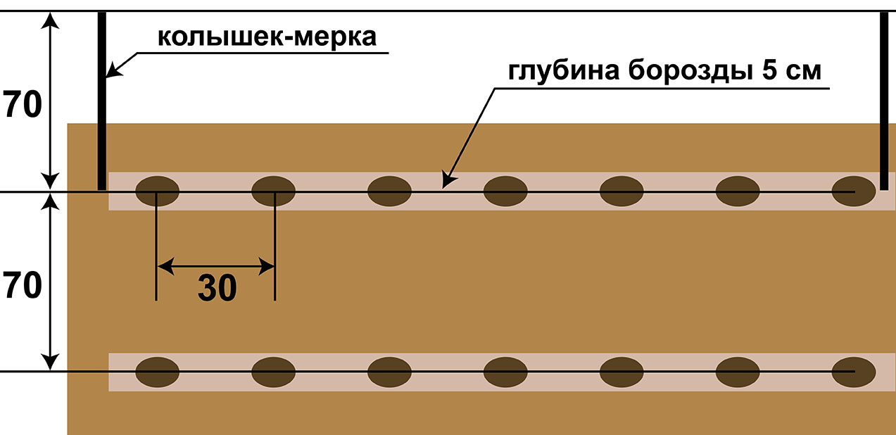 Схема посадки кабачков в открытом