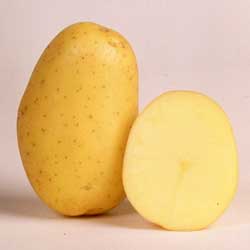 сорт картофеля нора фото