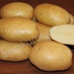 картошка барин фото