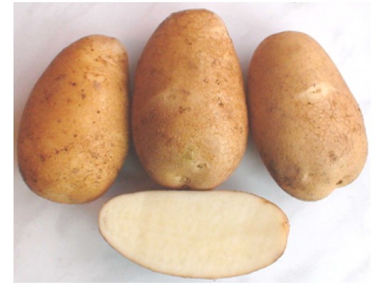 сорт картофеля азарт фото