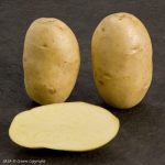 фото картошки агриия