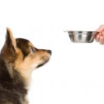 кормить ли собак катофелем