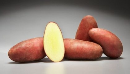 фото картошки мажор