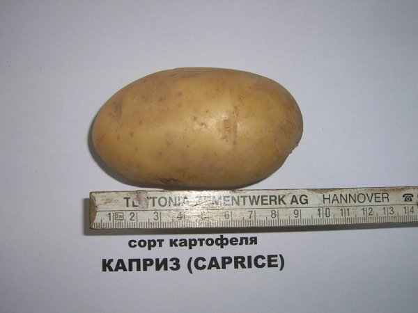 фото сорта картофеля каприз