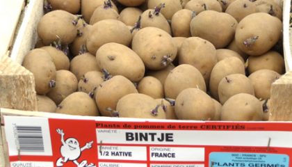 фото картошки Бентье (Bintje)