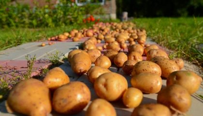 фото обработки картошки перед хранением