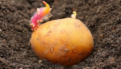 как правильно купить картошку для посадки