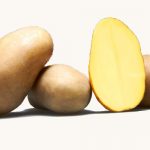 фото картошки аксения