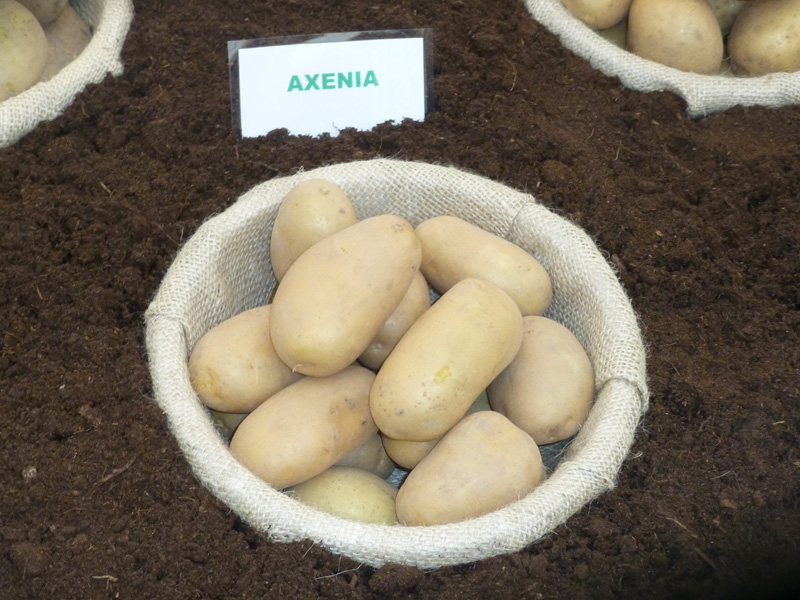 фото сорта картофеля аксения