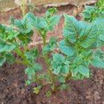 какие овощи можно садить рядом с картофелем