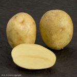 фото картошка альмера