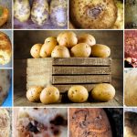описание болезней картофельных клубней