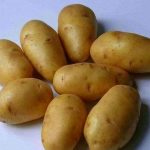 фото картошки сорта вдохновение
