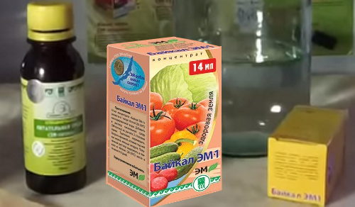 обработка картофеля препаратом Байкал м1