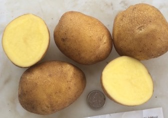 фото сорта картофеля вализа