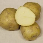 фото картошки горянка