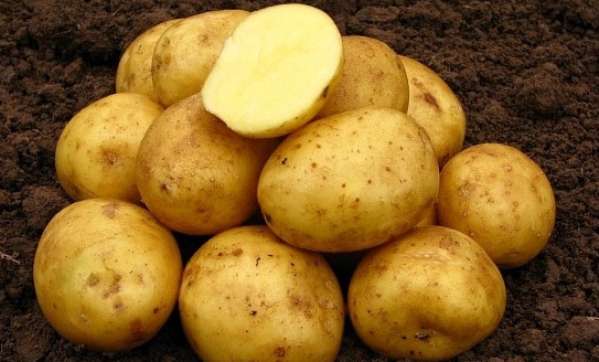 фото сорта картофеля горянка