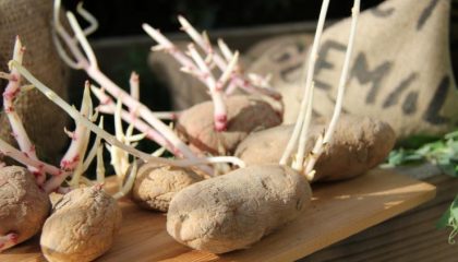 как можно использовать проросший картофель