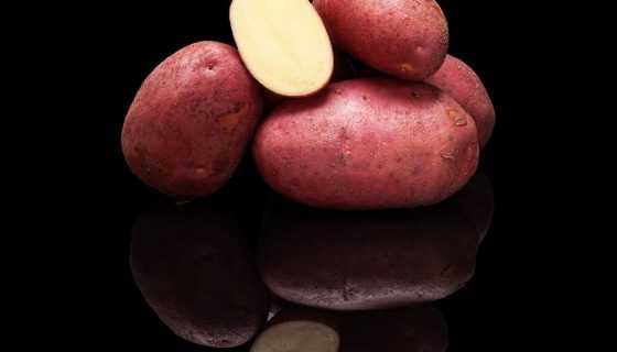 фото сорта картофеля детскосельский