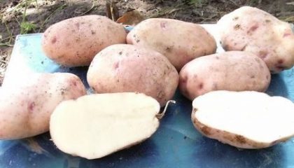 фото картошки Здабытак
