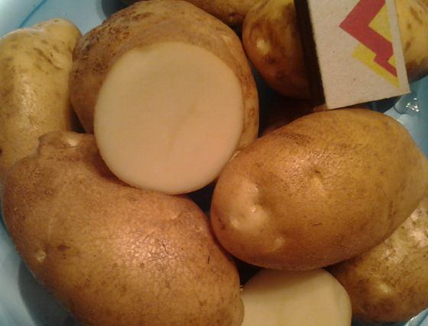фото сорта картофеля Зольский