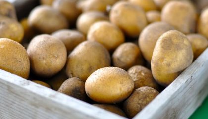 что нельзя есть при аллергии на картошку