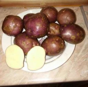 фото сорта картофеля красавица
