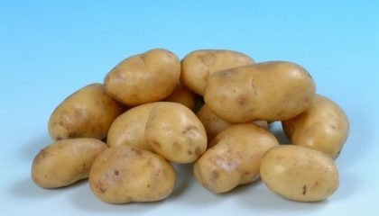фото Лукьяновской картошки