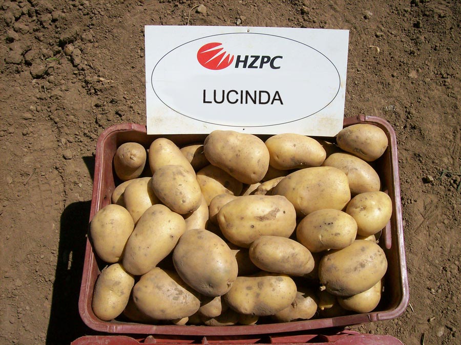 фото сорта картофеля Люсинда