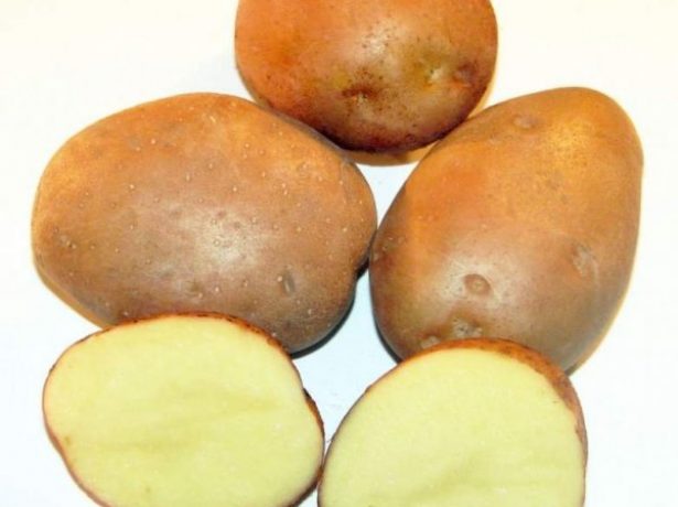 фото сорта картофеля Мусинский
