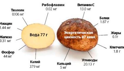 из чего состоит клубень картофеля