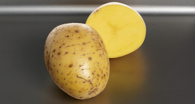 фото картофеля с желтой мякотью