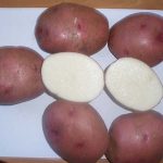 фото сорта картофеля Нарт 1