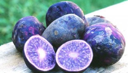 фото картошки с синей кожурой