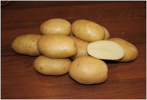 фото сорта картофеля памяти Кулакова