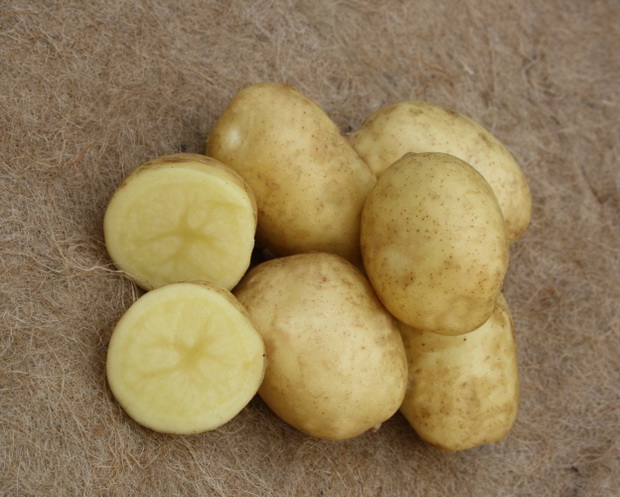 фото сорта картофеля призер