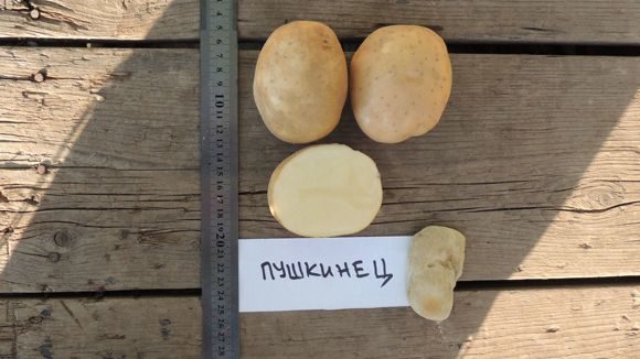 фото сорта картофеля Пушкинец