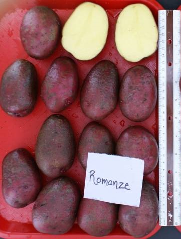 фото сорта картофеля Романце