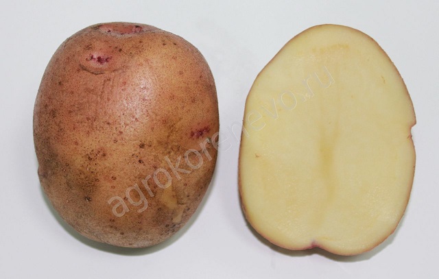 фото сорта картофеля сигнал