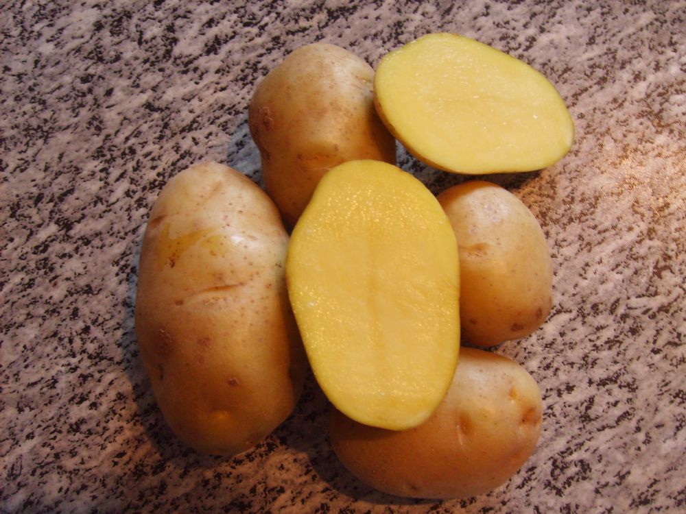 фото сорта картофеля смак