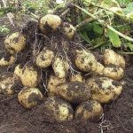 Посадка и выращивание картофеля по китайской технологии