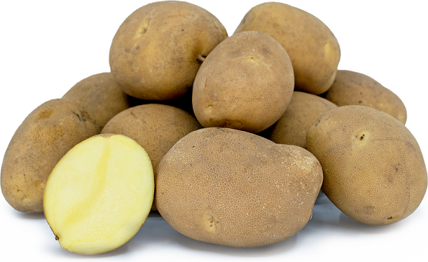 фото сорта картофеля Сьерра