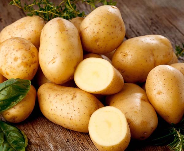 фото сорта картофеля уральский ранний