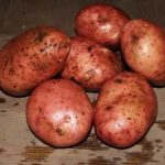 фото холмогорской картошки