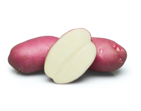 фото сорта картофеля Церата