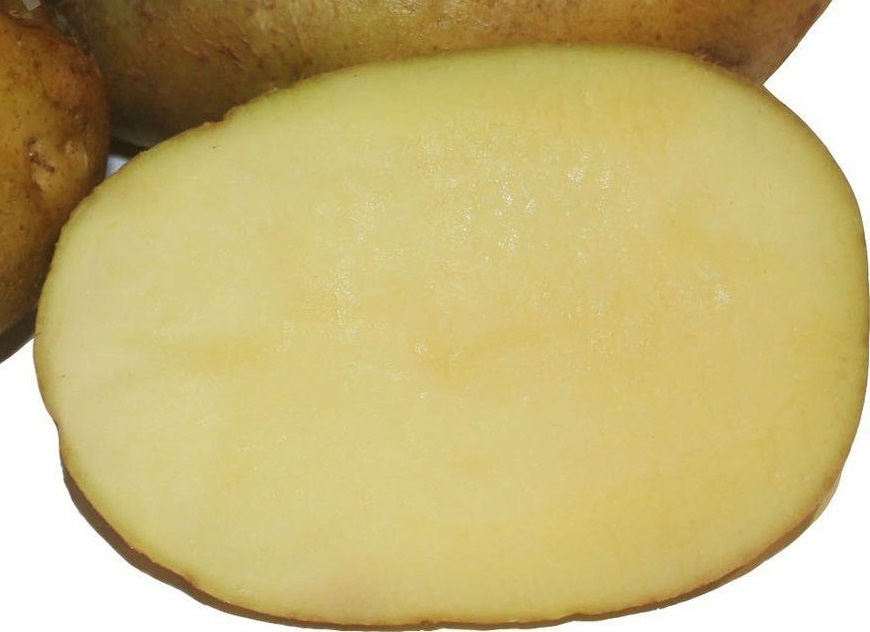 фото сорта картофеля Дебют