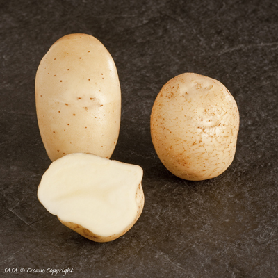 фото сорта картофеля лайонхарт